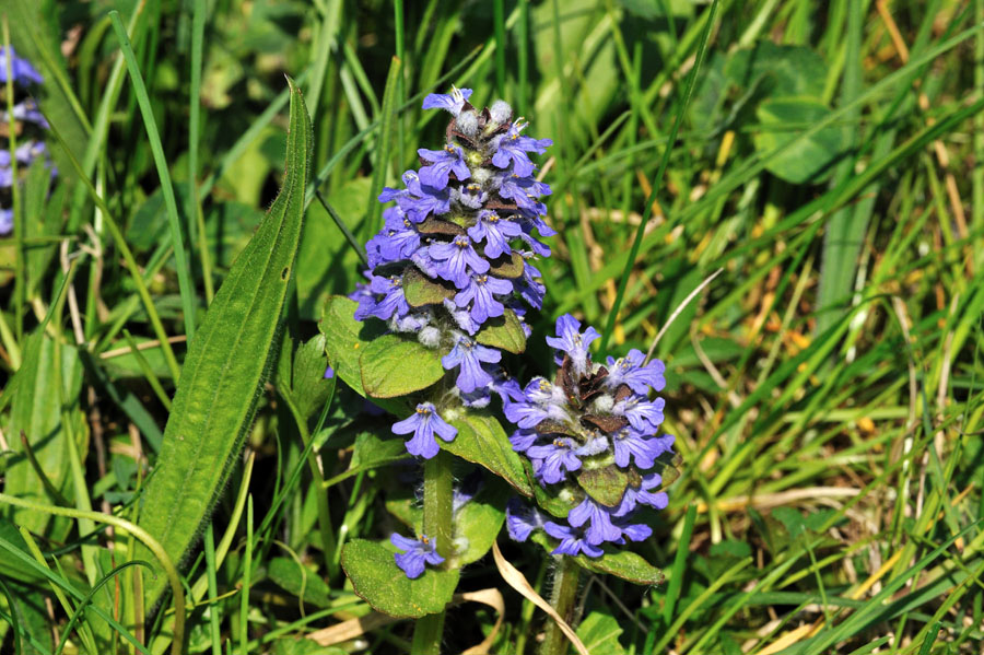 Kriechender Guensel Ajuga reptans 2