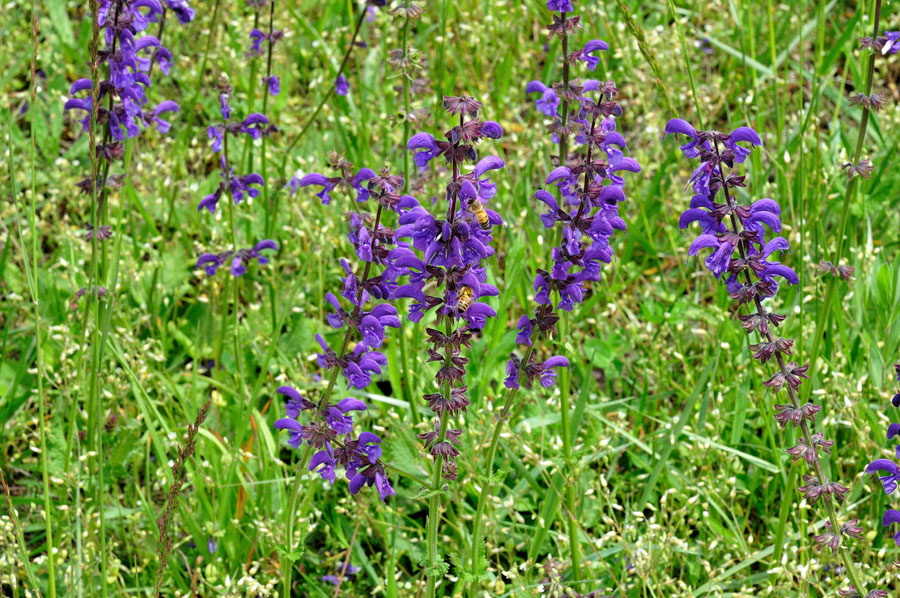 Wiesensalbei Salvia pratensis 1