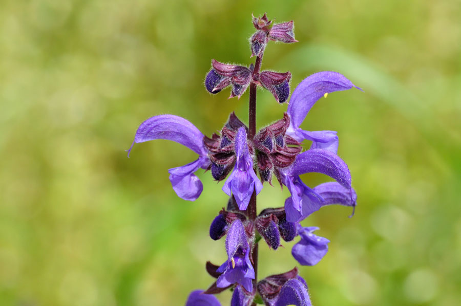 Wiesensalbei Salvia pratensis 2