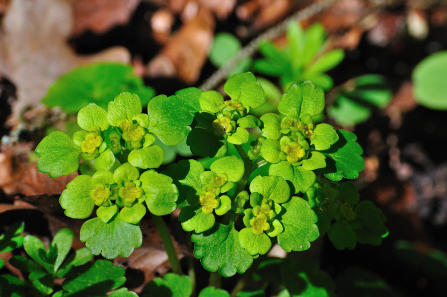 Wechselblaettriges Milzkraut Chrysosplenium alternifolium 1