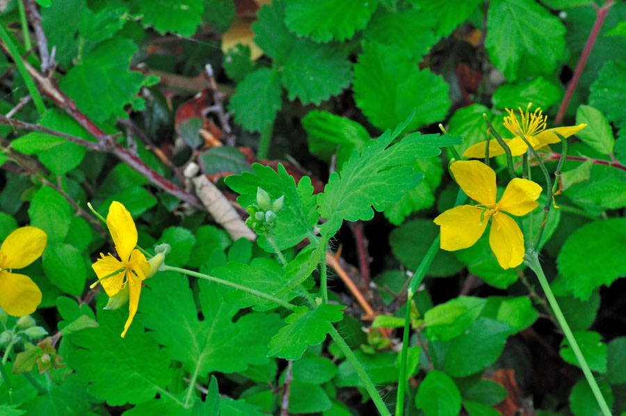 Grosses Schoellkraut Chelidonium majus 1