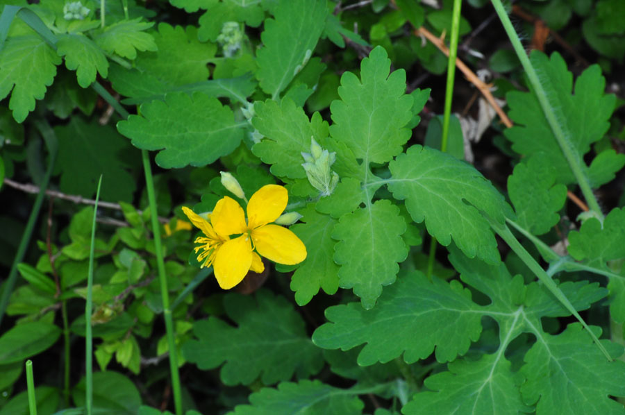 Grosses Schoellkraut, Chelidonium majus 2