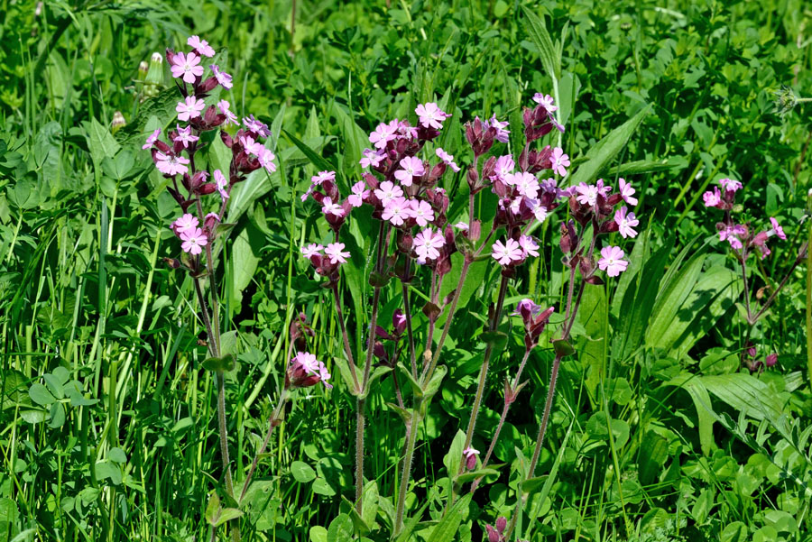 Rote Lichtnelke Silene dioica 1