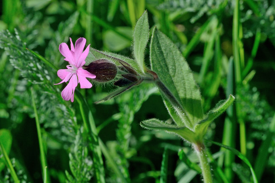 Rote Lichtnelke Silene dioica 2