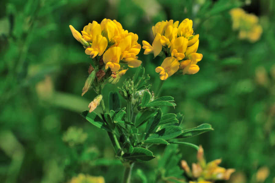 Hornklee 2 Lotus corniculatus