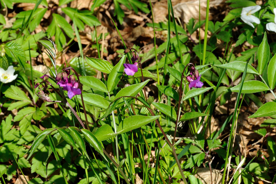 Fruehlingsplatterbse Lathyrus vernus 1