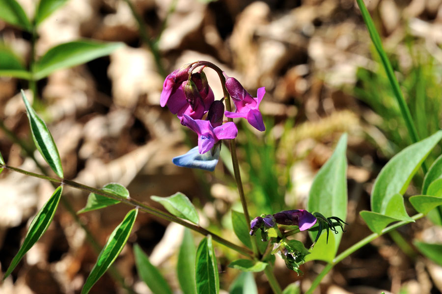 Fruehlingsplatterbse Lathyrus vernus 2