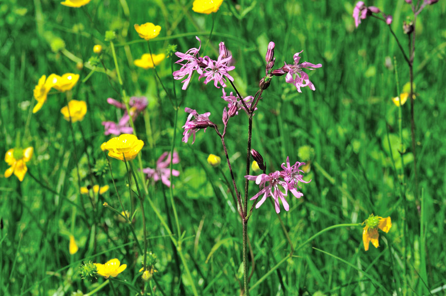 Kuckucks-Lichtnelke Lychnis flos-cuculi 1