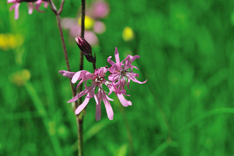 Kuckucks-Lichtnelke Lychnis flos-cuculi 2