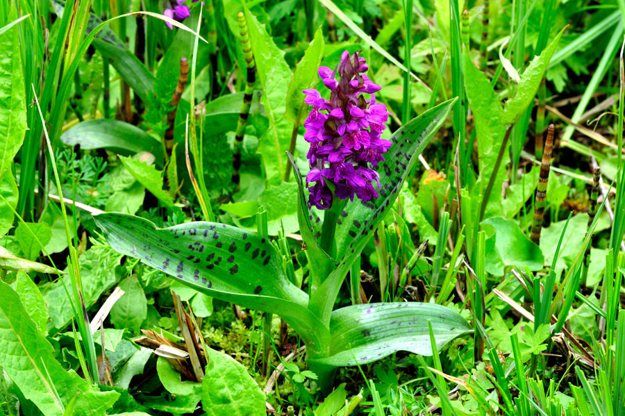 Breitblättriges Knabenkraut Dactylorhiza majalis 1