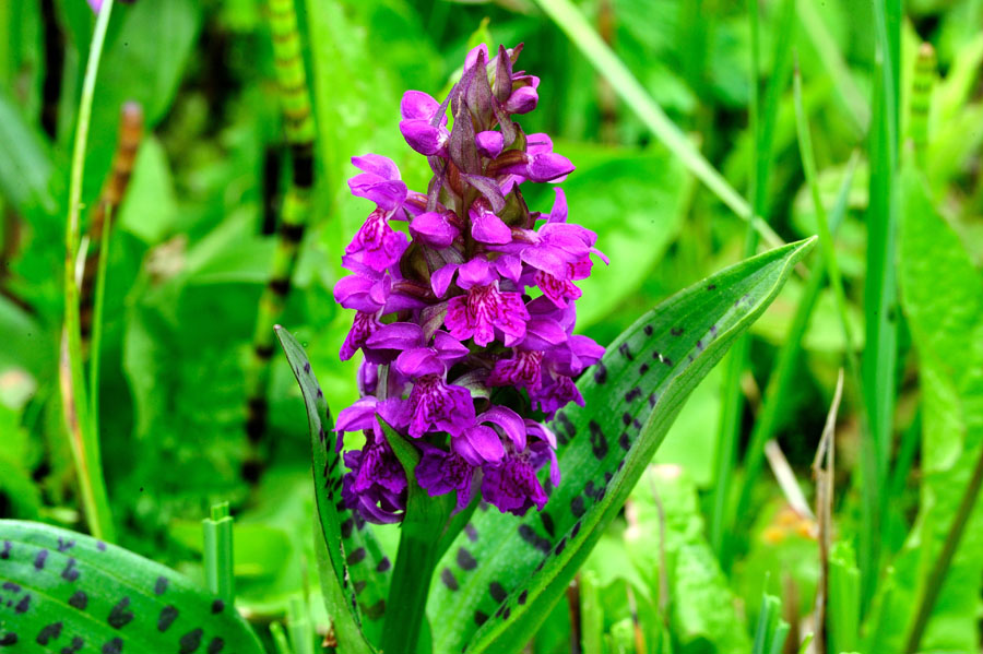 Breitblättriges Knabenkraut Dactylorhiza majalis 2