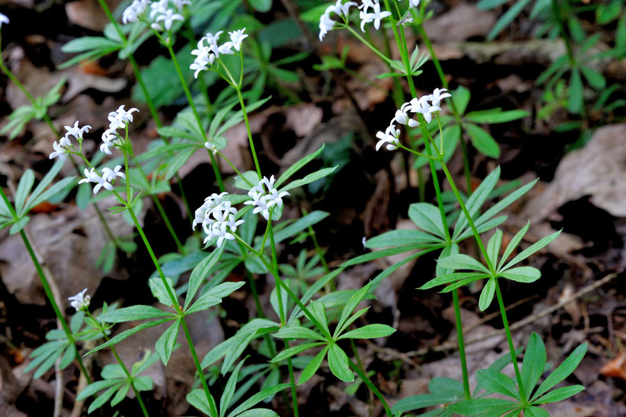 Waldmeister Galium odoratum 1