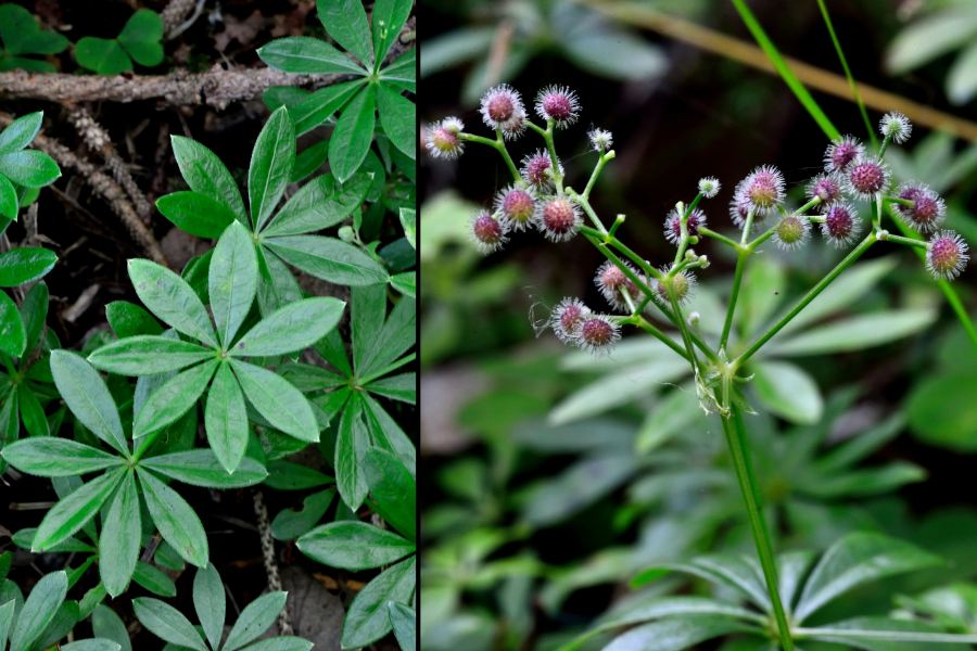 Waldmeister Galium odoratum 2