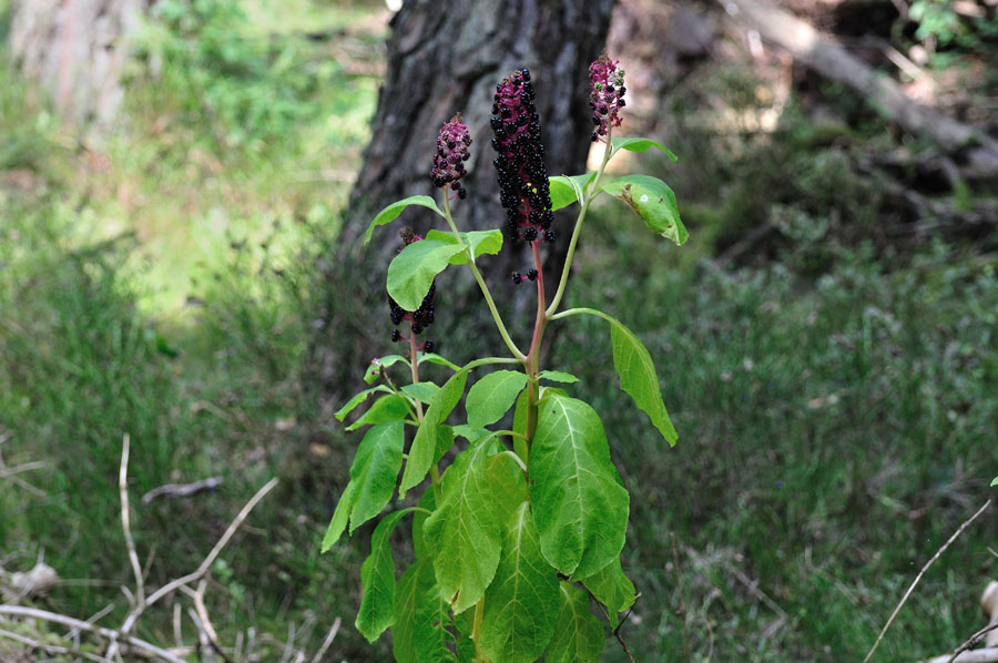 Indische Kermesbeere Phytolacca acinosa 1