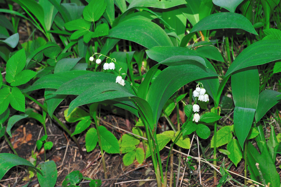 Maigloeckchen Convallaria majalis 1