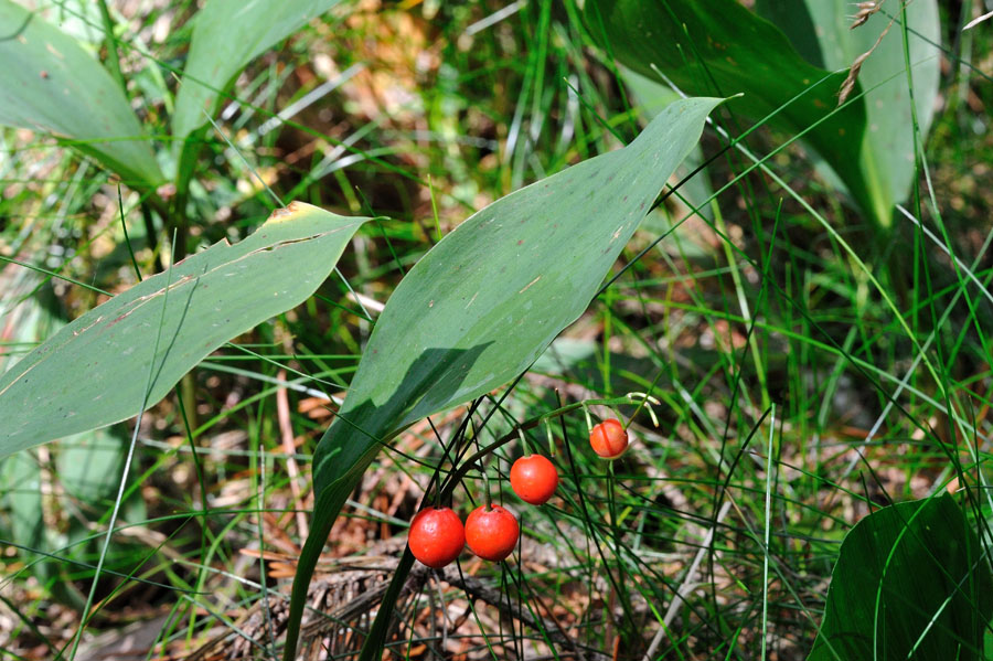 Maigloeckchen Convallaria majalis 2