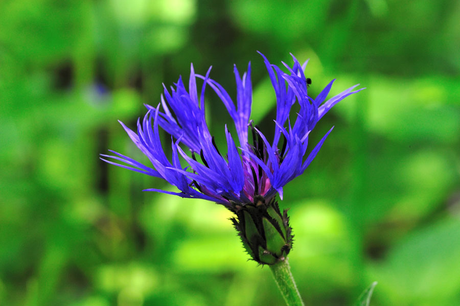 Bergflockenblume Centaurea montana 2