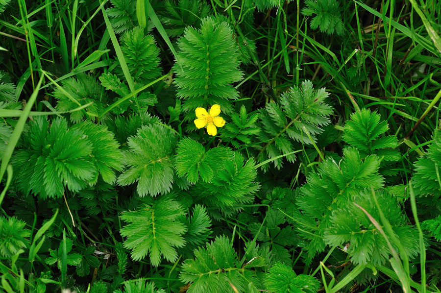 Gaensefingerkraut Potentilla anserina