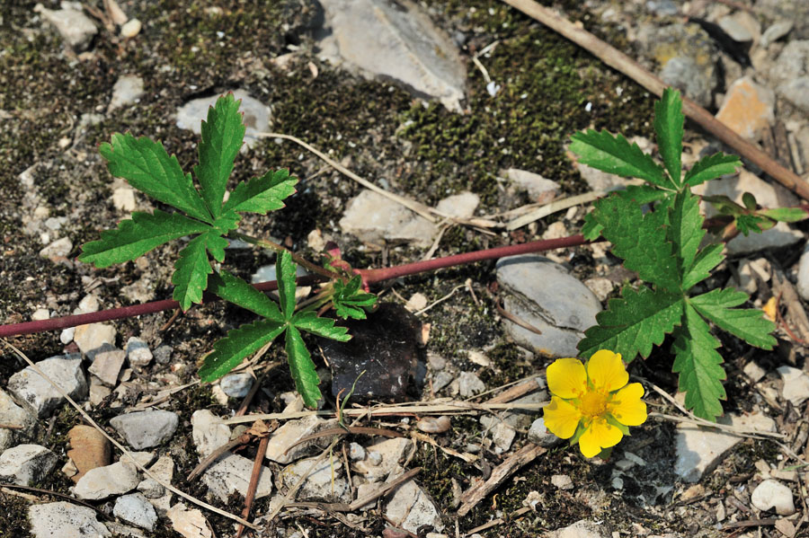 Kriechendes Fingerkraut Potentilla reptans