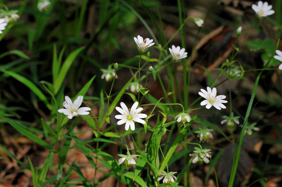 Grosse Sternmiere Stellaria holostea 1