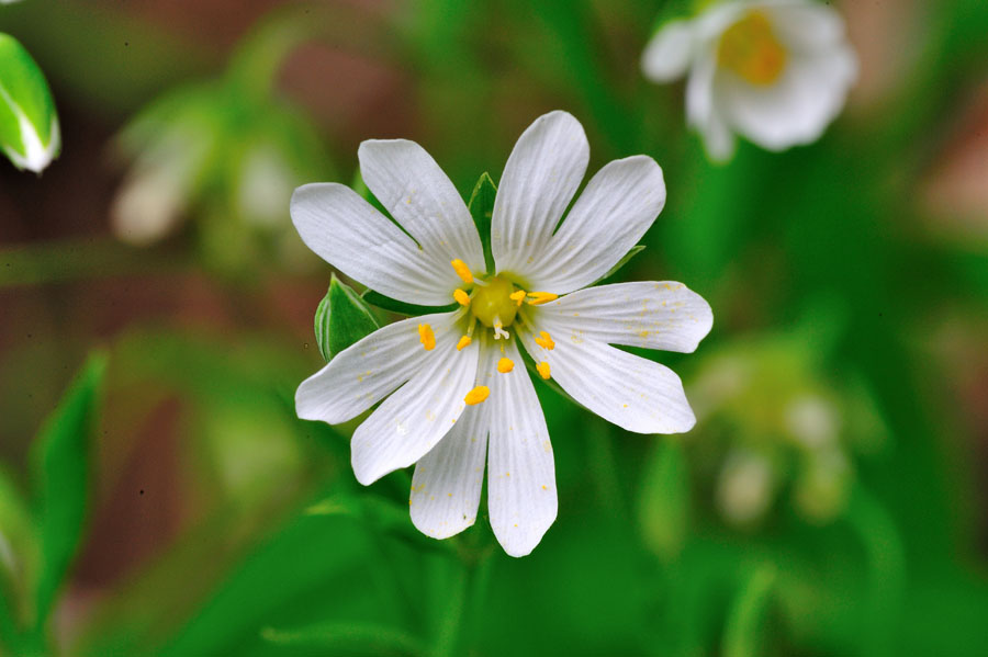  Grosse Sternmiere Stellaria holostea 2