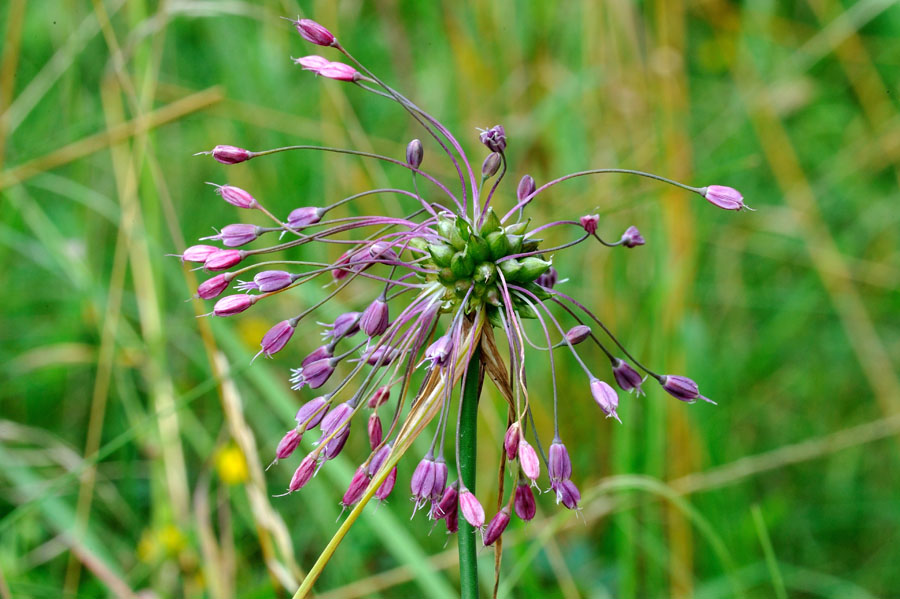 Kiellauch Allium carinatum