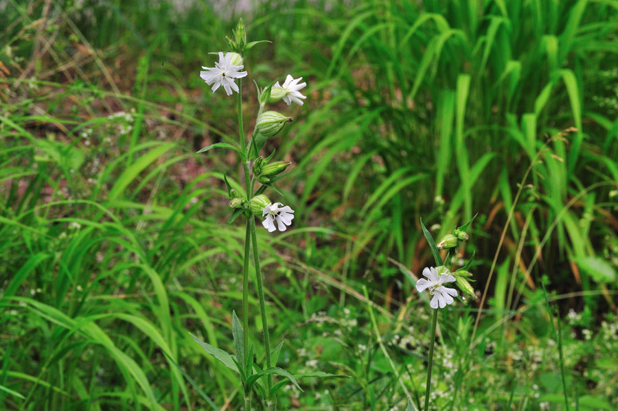 Weisse Lichtnelke Silene latifolia 1