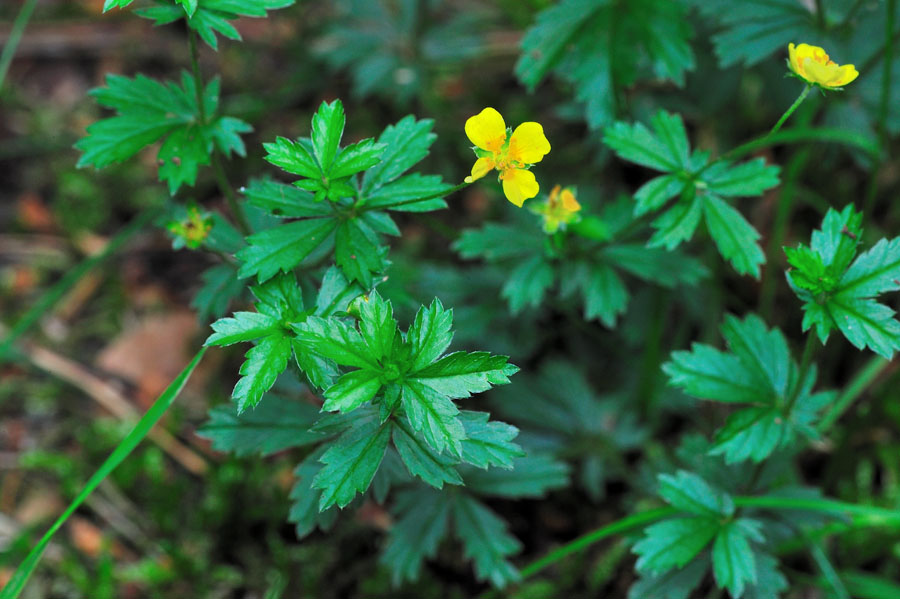 Blutwurz Potentilla erecta 2