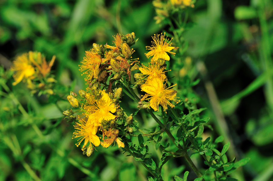 Echtes Johanniskraut Hypericum perforatum 1