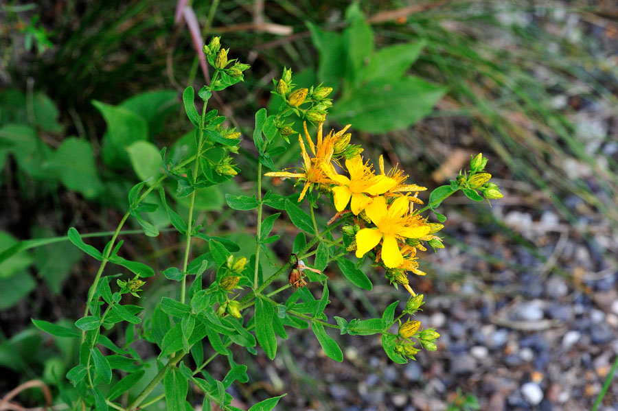 Echtes Johanniskraut Hypericum perforatum 2