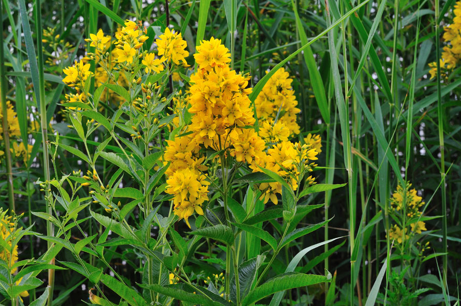 Gewoehnlicher Gilbweiderich Lysimachia vulgaris 1