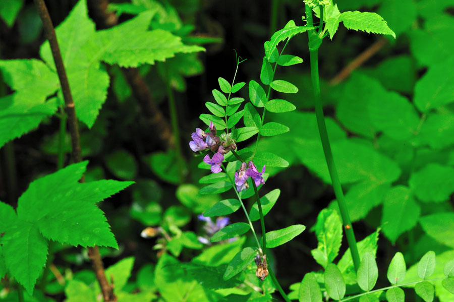 Zaunwicke Vicia sepium 1