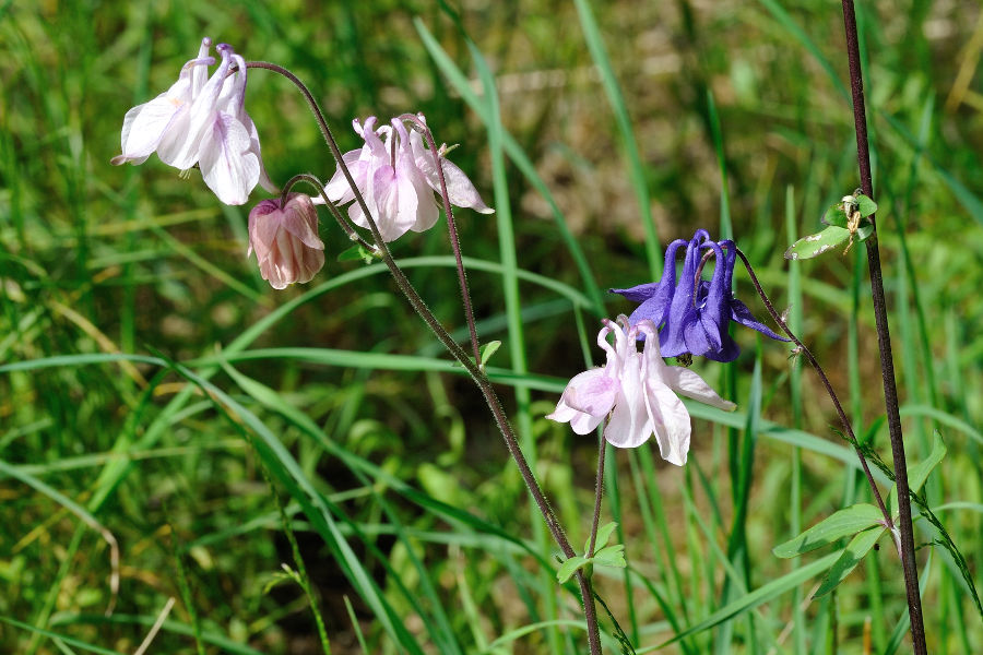 Gemeine Akelei, Aquilegia vulgaris 2