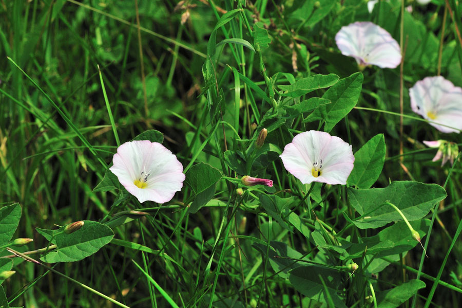 Ackerwinde Convolvulus arvensis 1