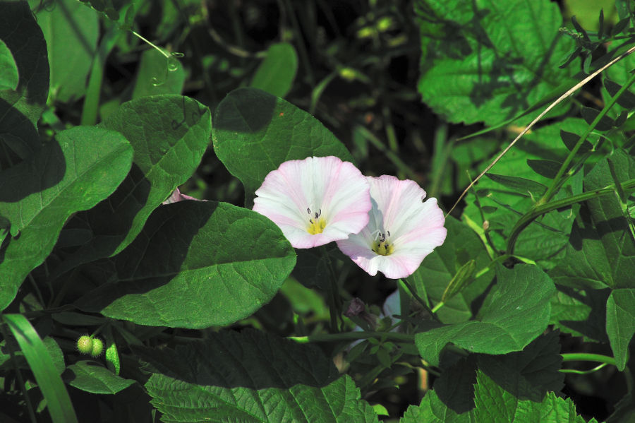 Ackerwinde Convolvulus arvensis 2