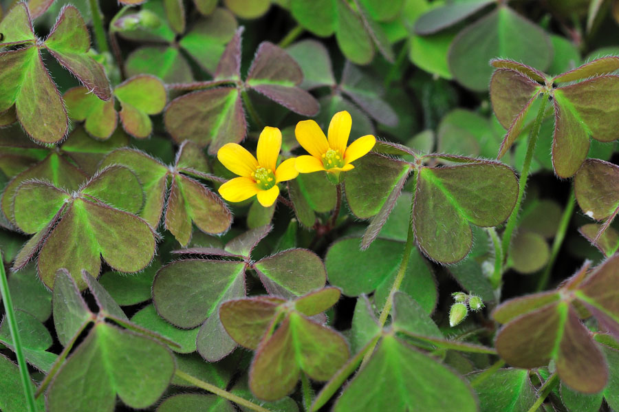 Horn-Sauerklee Oxalis corniculata 1