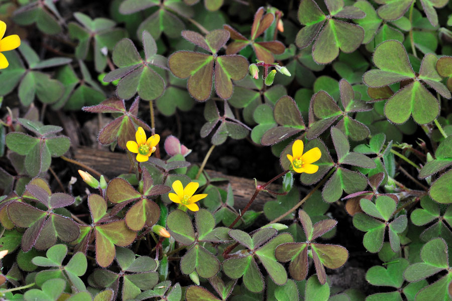 Horn-Sauerklee Oxalis corniculata 2