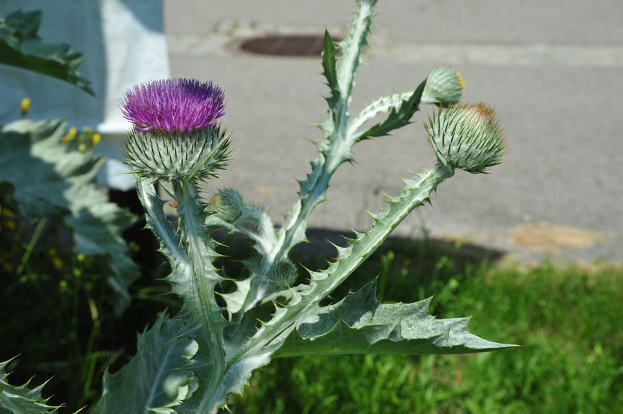 Eselsdistel Onopordium acanthium 2