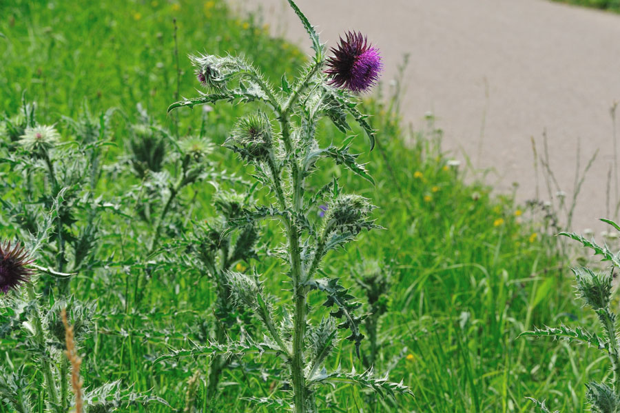 Nickende Distel Carduus nutans 1