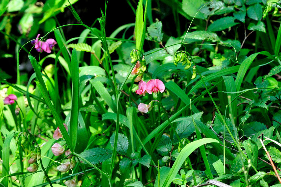 Wilde Platterbse Lathyrus sylvestris 1