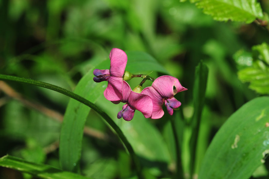 Wilde Platterbse Lathyrus sylvestris 2