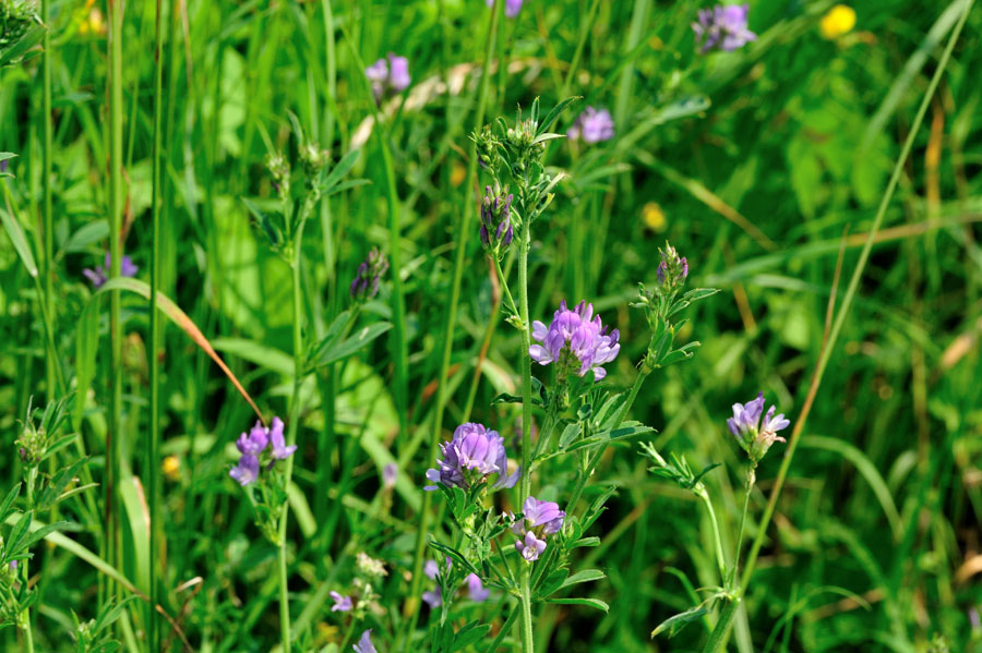 Luzerne Medicago sativa 1