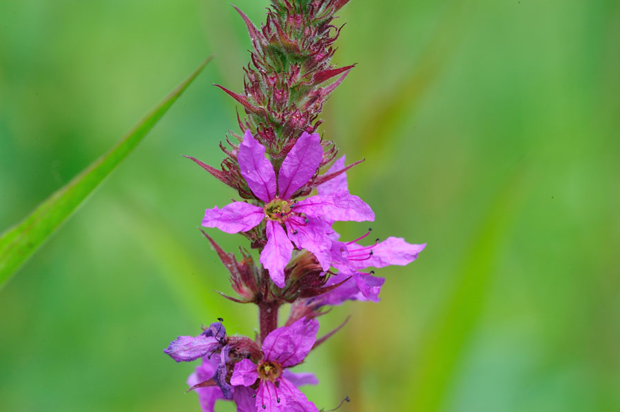 Gewoehnlicher Blutweiderich Lythrum salicaria 2