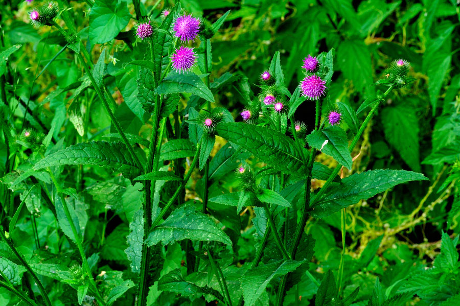 Klettendistel Carduus personata 1