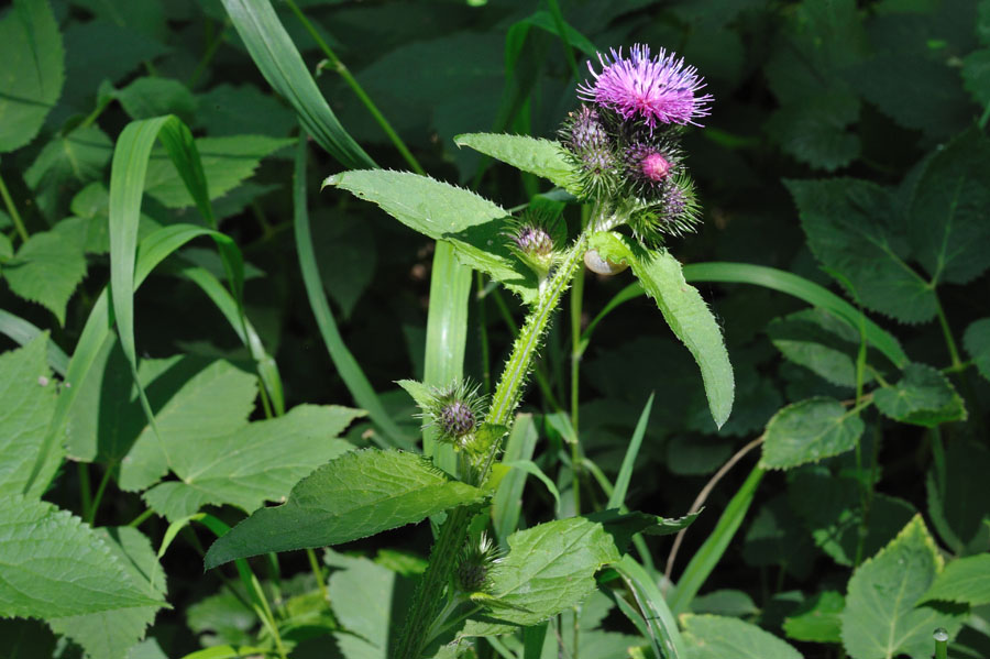 Klettendistel Carduus personata 2