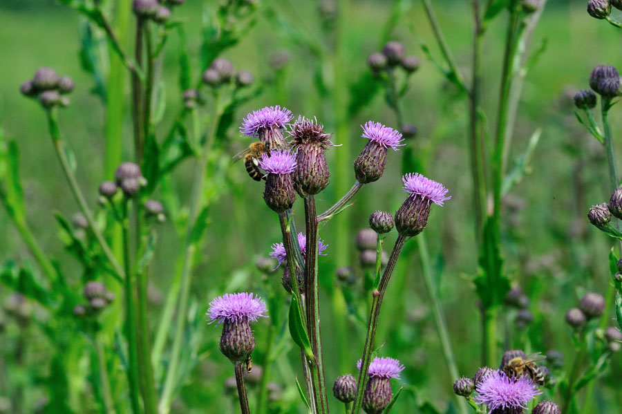 Ackerkratzdistel Cirsium arvense