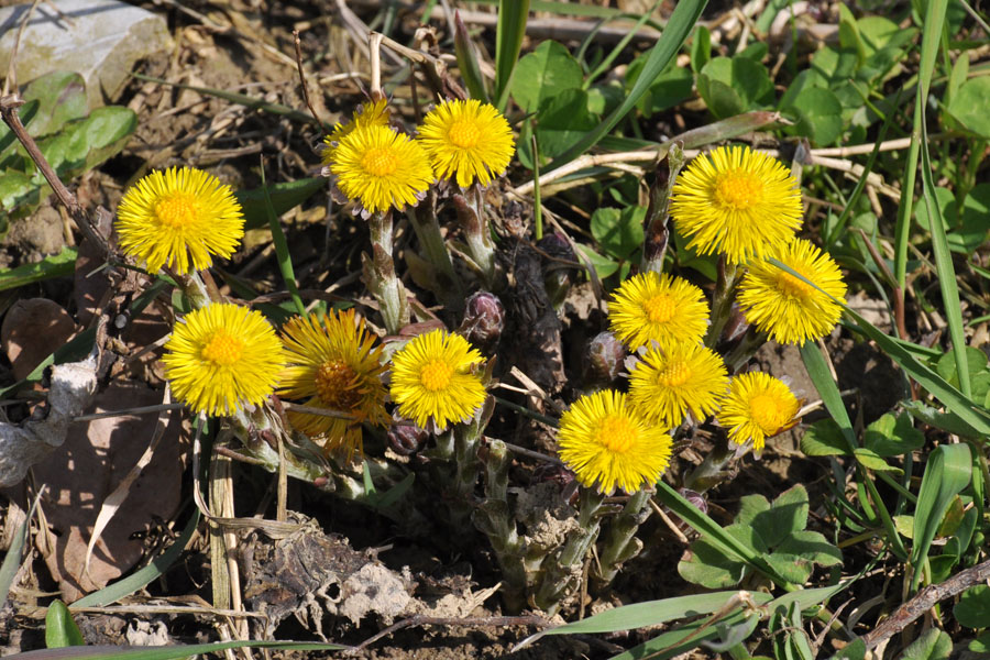 Huflattich, Tussilago farfara 1