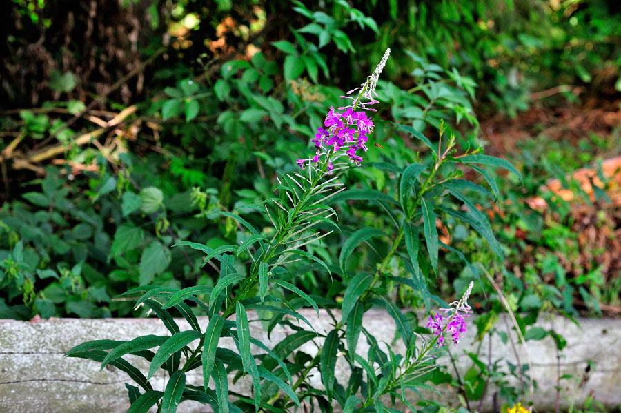 Schmalblaettriges Weidenroeschen Epilobium angustifolium 1