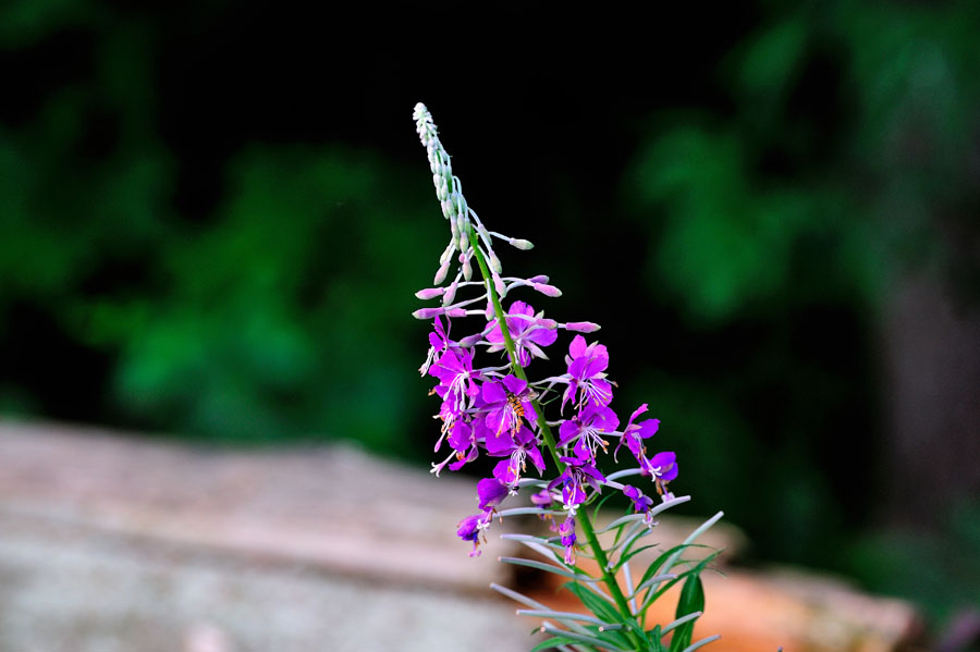 Schmalblaettriges Weidenroeschen Epilobium angustifolium 2