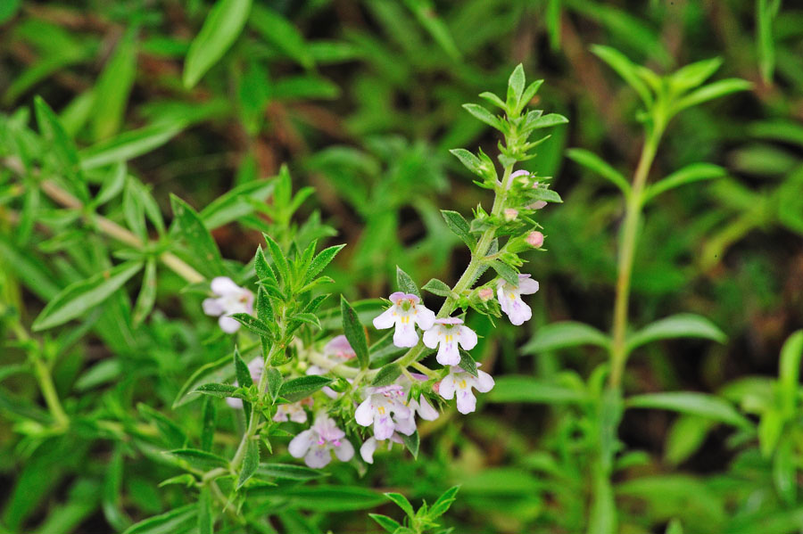 Sommer-Bohnenkraut Satureja hortensis